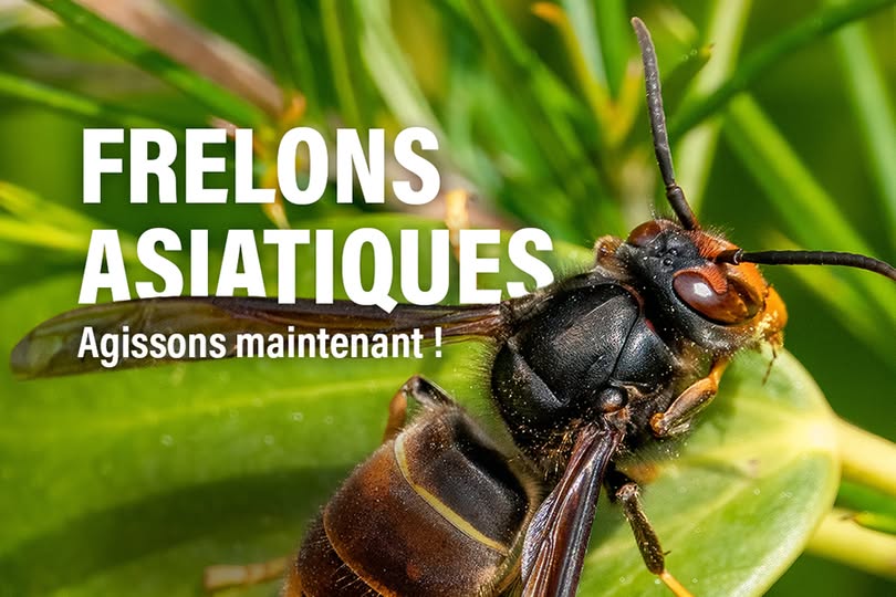 FRELON ASIATIQUE - Arrêté préfectoral signé avec annexe